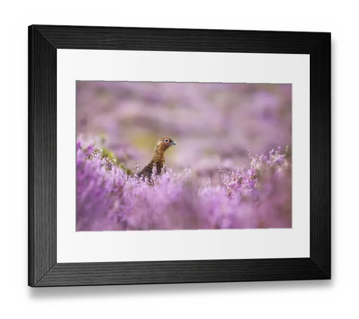 Framed Print : Red grouse {Lagopus lagopus scoticus} on heather moorland, Derwent Edge, Peak District Framed Print : Red grouse {Lagopus lagopus scoticus} on heather moorland, Derwent Edge, Peak District
