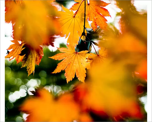 Maple leaves (Acer sp), UK. October 2009