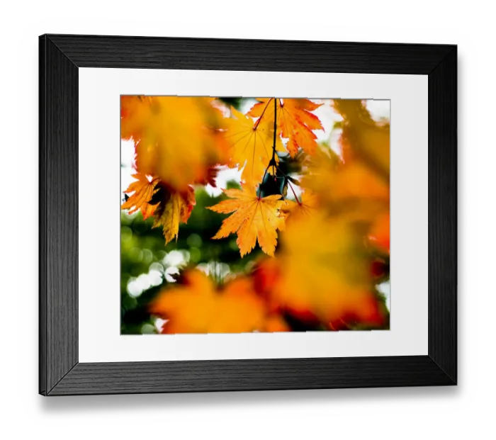 Framed Print : Maple leaves (Acer sp), UK. October 2009 Framed Print : Maple leaves (Acer sp), UK. October 2009