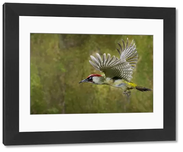 Green woodpecker {Picus viridis} male in flight, Lorraine, France