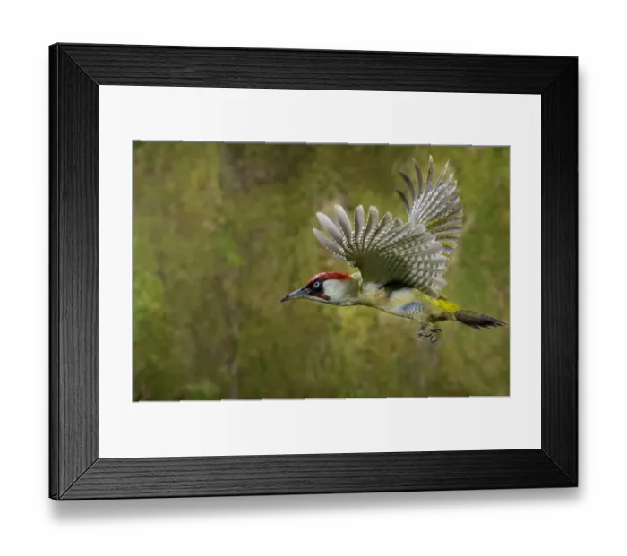 Framed Print : Green woodpecker {Picus viridis} male in flight, Lorraine, France Framed Print : Green woodpecker {Picus viridis} male in flight, Lorraine, France