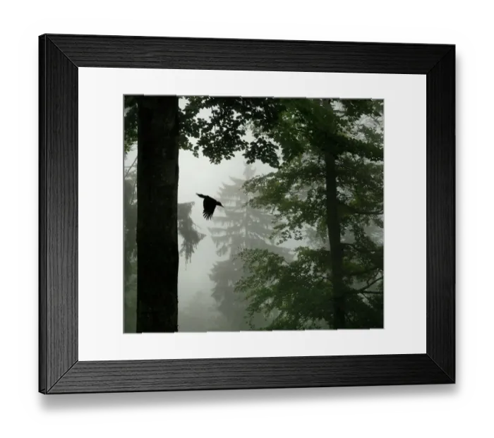 Framed Print : Sillhouette of Black woodpecker {Dryocopus martius} flying from nest hole in tree Framed Print : Sillhouette of Black woodpecker {Dryocopus martius} flying from nest hole in tree