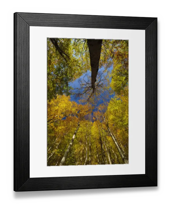 Framed Print : Looking up into European Beech (Fagus sylvatica)tree canopy in autumm colours Framed Print : Looking up into European Beech (Fagus sylvatica)tree canopy in autumm colours