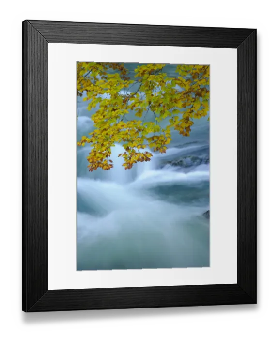 Framed Print : Beech (Fagus sylvatica) leaves overhanging Bellos River in Anisclo Canyon, Ordesa National Park Framed Print : Beech (Fagus sylvatica) leaves overhanging Bellos River in Anisclo Canyon, Ordesa National Park