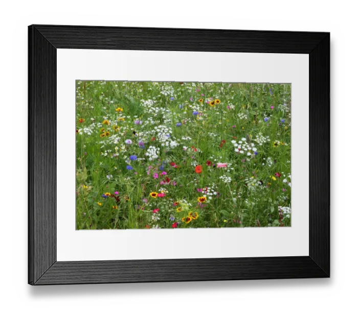 Framed Print : Wild flower meadow in city centre, Sheffield, Yorkshire, UK, August 2009 Framed Print : Wild flower meadow in city centre, Sheffield, Yorkshire, UK, August 2009