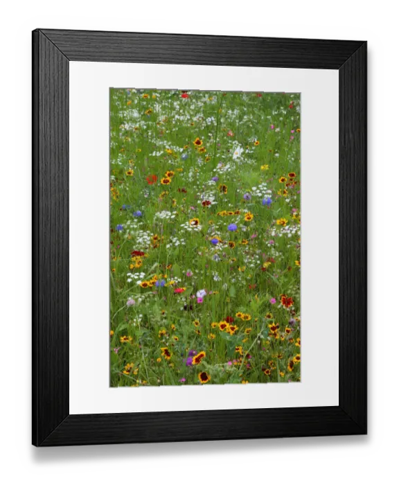 Framed Print : Wild flower meadow in city centre, Sheffield, Yorkshire, UK, August 2009 Framed Print : Wild flower meadow in city centre, Sheffield, Yorkshire, UK, August 2009