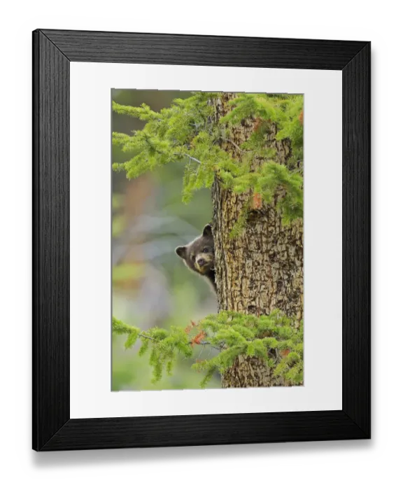 Framed Print : Black bear (Ursus americanus) cub, brown phase, looking out from behind tree trunk Framed Print : Black bear (Ursus americanus) cub, brown phase, looking out from behind tree trunk