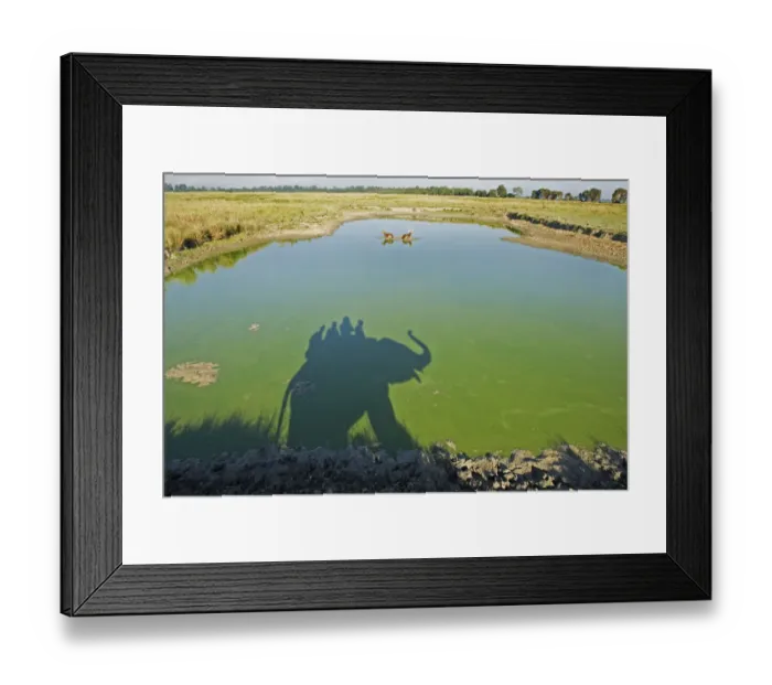 Framed Print : Shadow of trained Indian elephant (Elephas maximus) carrying wildlife watchers, in Framed Print : Shadow of trained Indian elephant (Elephas maximus) carrying wildlife watchers, in