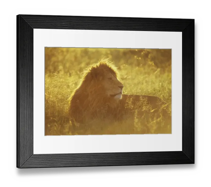 Framed Print : Male African lion (Panthera leo) lying in grass at sunrise, Masai Mara National Reserve Framed Print : Male African lion (Panthera leo) lying in grass at sunrise, Masai Mara National Reserve
