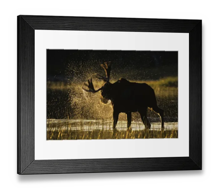 Framed Print : Moose (Alces alces) bull shaking off water at sunset, Great North Woods, Baxter State Park Framed Print : Moose (Alces alces) bull shaking off water at sunset, Great North Woods, Baxter State Park