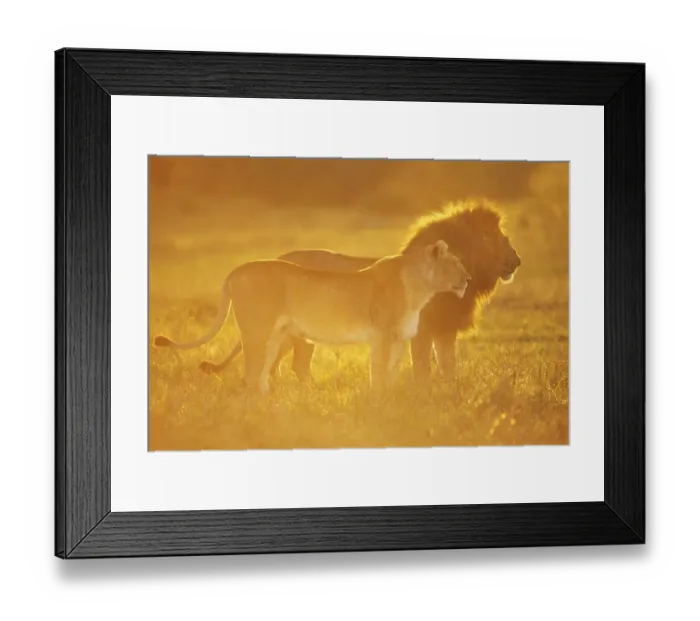 Framed Print : African lion (Panthera leo) male and female at sunrise, Masai Mara National Reserve Framed Print : African lion (Panthera leo) male and female at sunrise, Masai Mara National Reserve