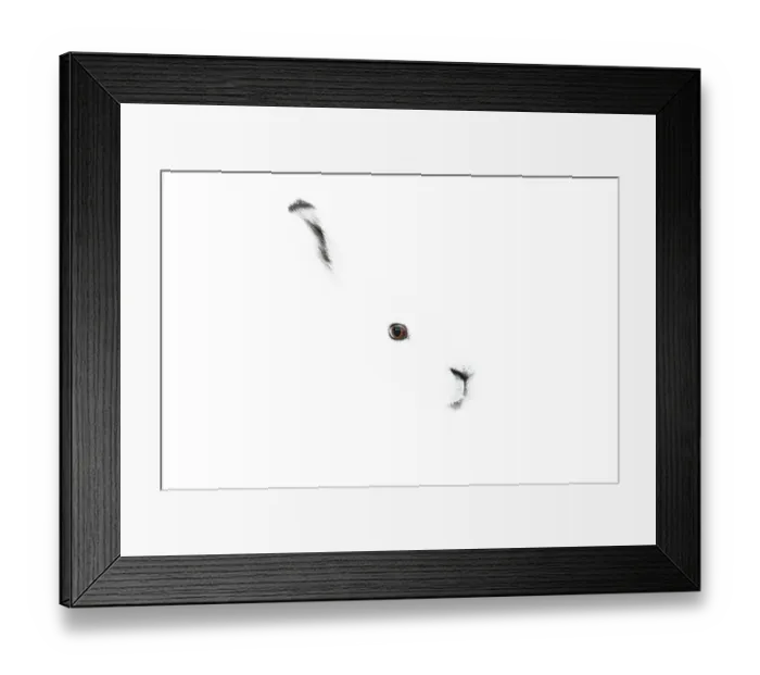 Framed Print : Portrait of an Arctic snow hare (Lepus arcticus groenlandicus) North East Greenland. March