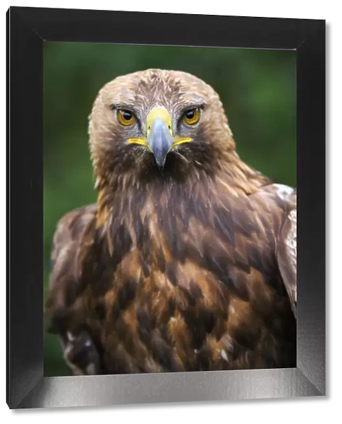 Head portrait of Golden eagle (Aquila chrysaetos) captive