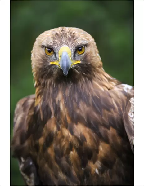 Head portrait of Golden eagle (Aquila chrysaetos) captive