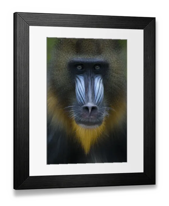 Framed Print : Head portrait of male Mandrill (Mandrillus sphinx) Captive. Apenheul zoo; the Netherlands Framed Print : Head portrait of male Mandrill (Mandrillus sphinx) Captive. Apenheul zoo; the Netherlands