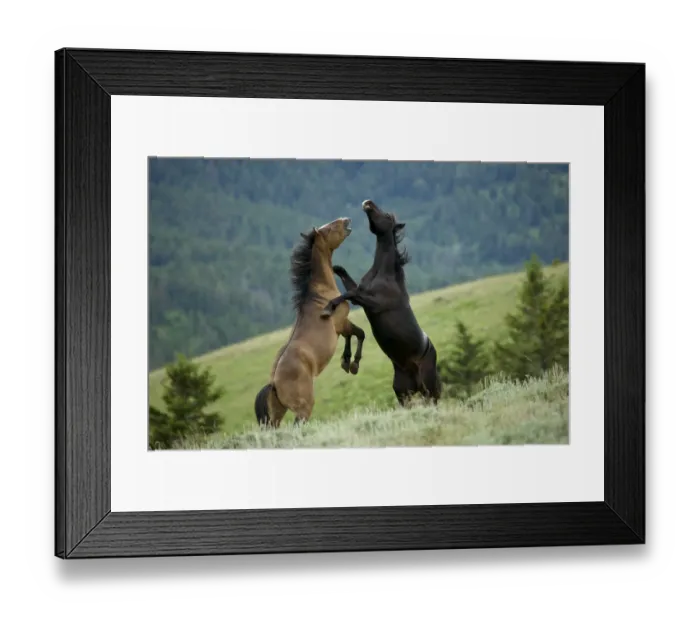 Framed Print : Wild horse / mustang (Equus caballus) two young mustangs play-fighting in the Pryor Mountains Framed Print : Wild horse / mustang (Equus caballus) two young mustangs play-fighting in the Pryor Mountains
