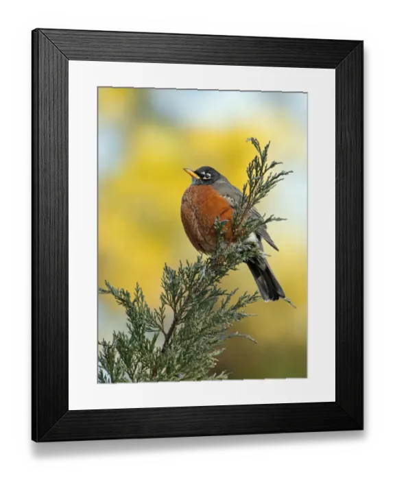 Framed Print : Male American robin (Turdus migratorius) puffed up to keep warm, and perched on Juniper branch Framed Print : Male American robin (Turdus migratorius) puffed up to keep warm, and perched on Juniper branch