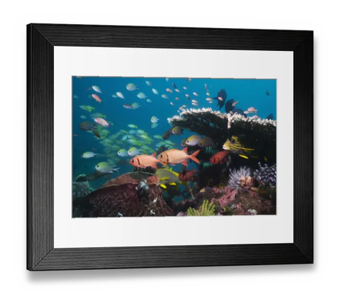 Framed Print : Bigscale soldierfish (Myripristis berndti), Sweetlips, Philippine chromis with Blueline Framed Print : Bigscale soldierfish (Myripristis berndti), Sweetlips, Philippine chromis with Blueline