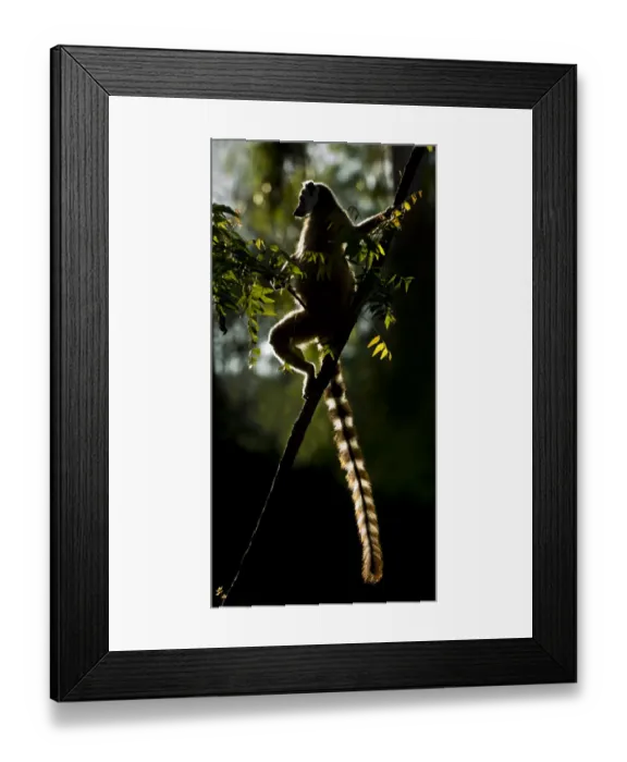 Framed Print : Ring-tailed Lemur (Lemur catta) sun basking at dawn Framed Print : Ring-tailed Lemur (Lemur catta) sun basking at dawn