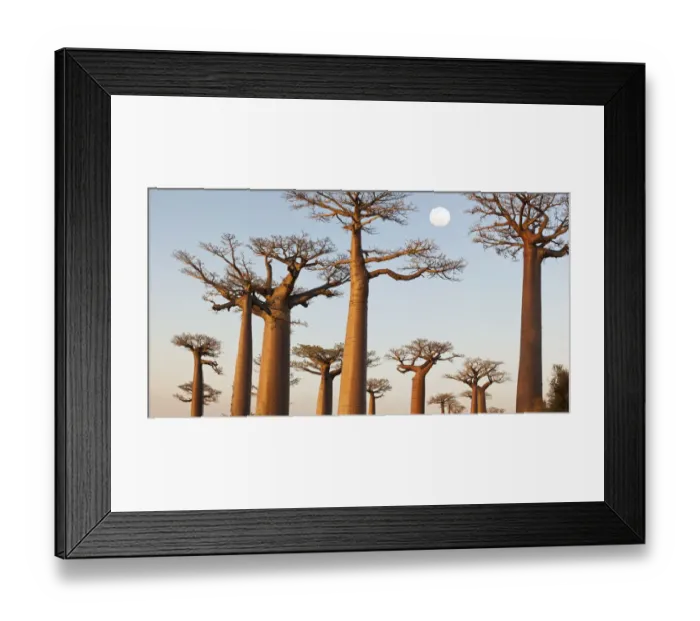 Framed Print : Grandidiers Baobabs (Adansonia grandidieri) at dusk. Near Morondava, western Madagascar Framed Print : Grandidiers Baobabs (Adansonia grandidieri) at dusk. Near Morondava, western Madagascar
