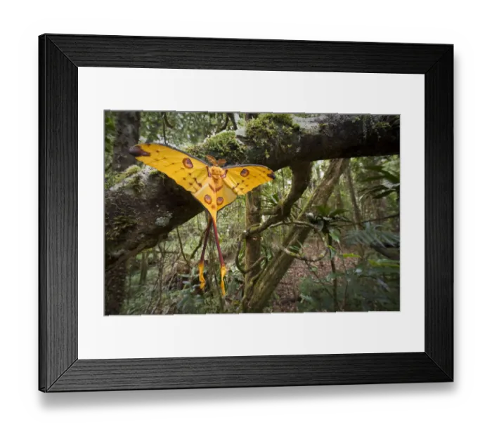 Framed Print : Male Comet  /  Madagascar moon moth (Argema mittrei) recently emerged drying its wings