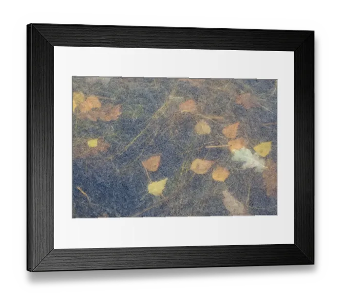 Framed Print : Ice patterns, with leaves frozen beneath the surface, the Netherlands