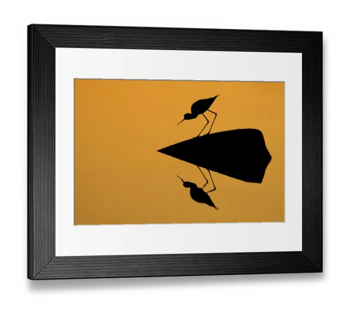 Framed Print : Silhouette of Black-winged stilt (Himantopus himantopus) standing on exposed rock over water, with reflections, Lesbos, Greece Framed Print : Silhouette of Black-winged stilt (Himantopus himantopus) standing on exposed rock over water, with reflections, Lesbos, Greece