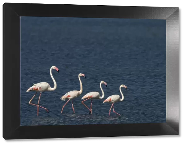 Small flock of Greater flamingo (Phoenicopterus roseus) wading on inland Kalloni lake