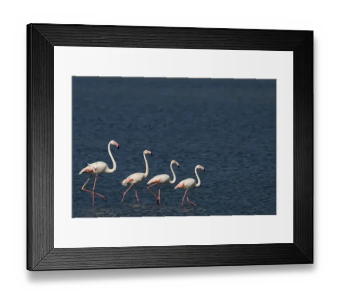 Framed Print : Small flock of Greater flamingo (Phoenicopterus roseus) wading on inland Kalloni lake Framed Print : Small flock of Greater flamingo (Phoenicopterus roseus) wading on inland Kalloni lake