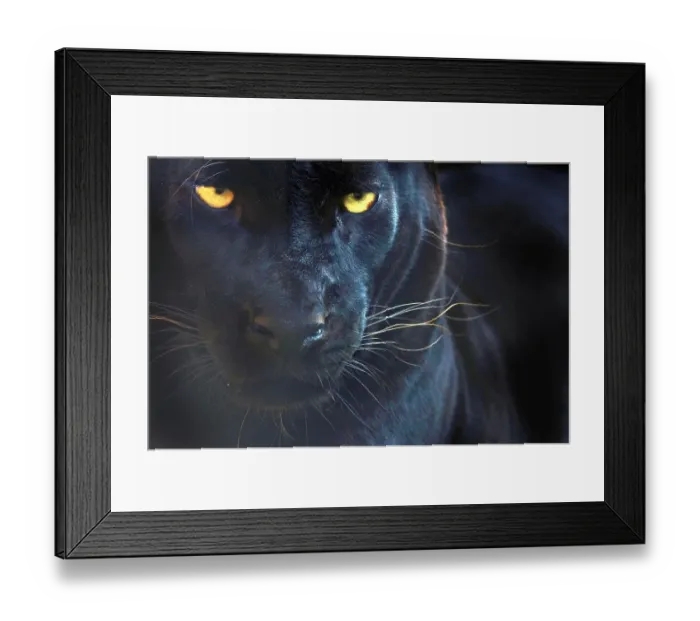 Framed Print : Close up head portrait of melanistic / black Leopard (Panthera pardus) captive Framed Print : Close up head portrait of melanistic / black Leopard (Panthera pardus) captive