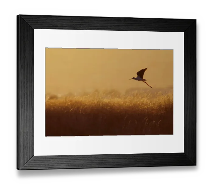 Framed Print : Black-winged stilt (Himantopus himantopus) in flight over long grasses at dusk, Lesbos Framed Print : Black-winged stilt (Himantopus himantopus) in flight over long grasses at dusk, Lesbos
