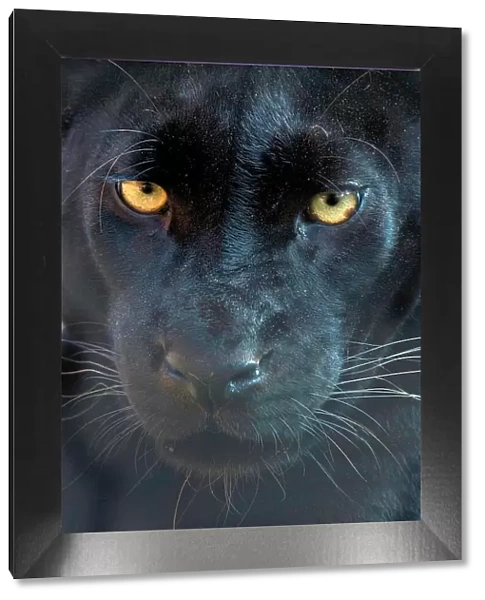 Close up head portrait of melanistic  /  black Leopard (Panthera pardus) Captive