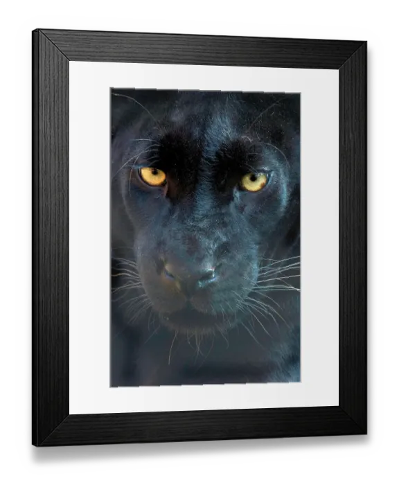 Framed Print : Close up head portrait of melanistic / black Leopard (Panthera pardus) Captive Framed Print : Close up head portrait of melanistic / black Leopard (Panthera pardus) Captive