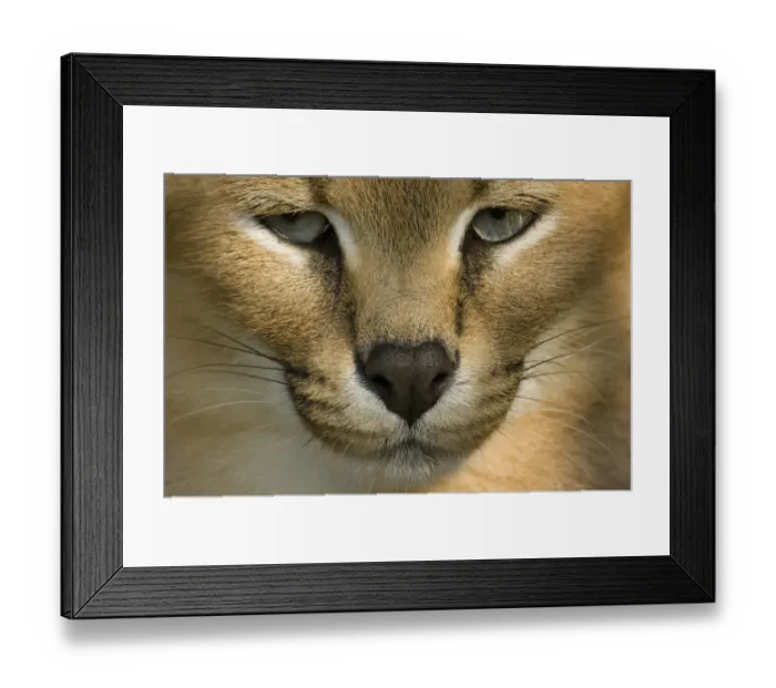 Framed Print : Close up head portrait of Caracal (Caracal caracal) captive Framed Print : Close up head portrait of Caracal (Caracal caracal) captive