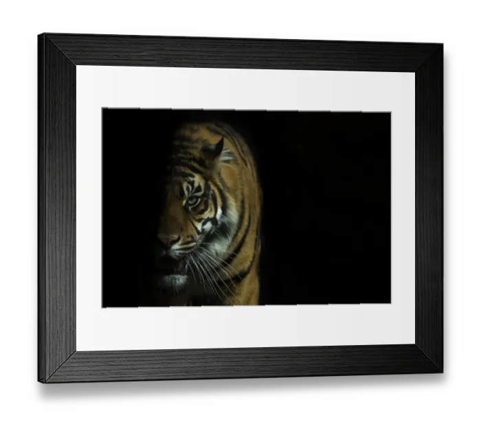 Framed Print : Head portrait of Sumatran tiger (Panthera tigris sumatrae) with face half cast in shadow Framed Print : Head portrait of Sumatran tiger (Panthera tigris sumatrae) with face half cast in shadow