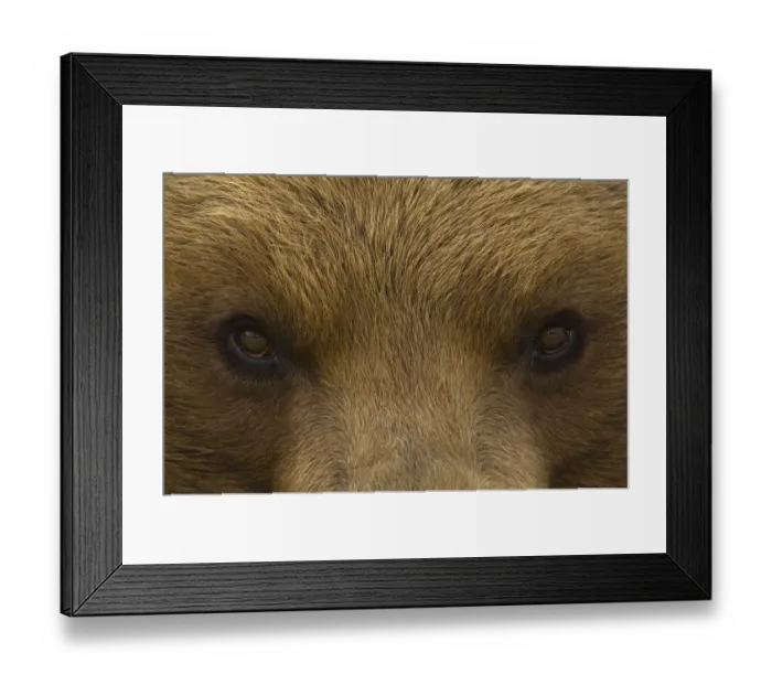 Framed Print : Big close up of the eyes of a European Brown bear (Ursus arctos) captive