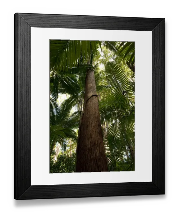 Framed Print : Subtropical rainforest growing in a creek gully, while at higher levels a mixed forest Framed Print : Subtropical rainforest growing in a creek gully, while at higher levels a mixed forest