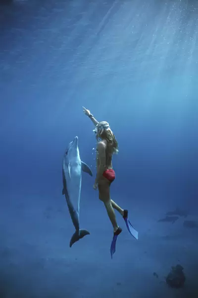 Dolphin trainer interacting with Bottlenose Dolphin (Tursiops truncatus), Dolphin Reef