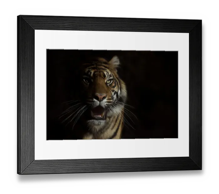 Framed Print : Head portrait of Sumatran tiger (Panthera tigris sumatrae) with face half cast in shadow Framed Print : Head portrait of Sumatran tiger (Panthera tigris sumatrae) with face half cast in shadow