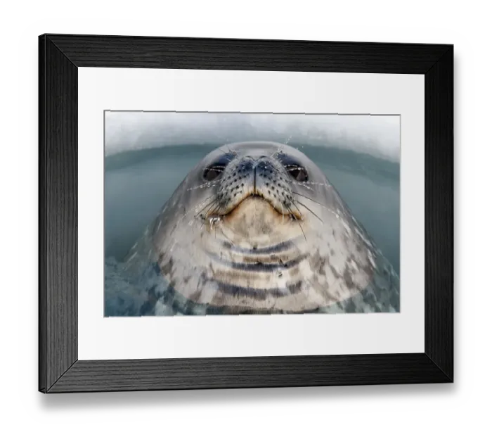 Framed Print : Weddell seal (Leptonychotes weddellii) male surfacing in ice hole, McMurdo Sound Framed Print : Weddell seal (Leptonychotes weddellii) male surfacing in ice hole, McMurdo Sound
