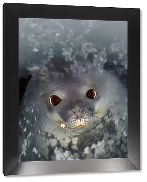 Weddell seal (Leptonychotes weddellii) looking up from ice-hole, McMurdo Sound, Ross Sea