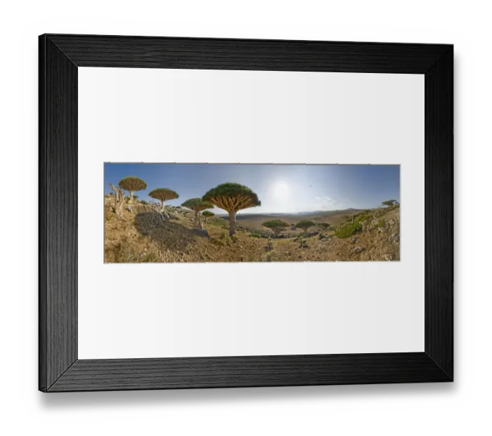 Framed Print : Dragons blood trees (Dracena cinnibaris) and Desert rose (Adenium obesum socotranum) in Momi Valley Framed Print : Dragons blood trees (Dracena cinnibaris) and Desert rose (Adenium obesum socotranum) in Momi Valley