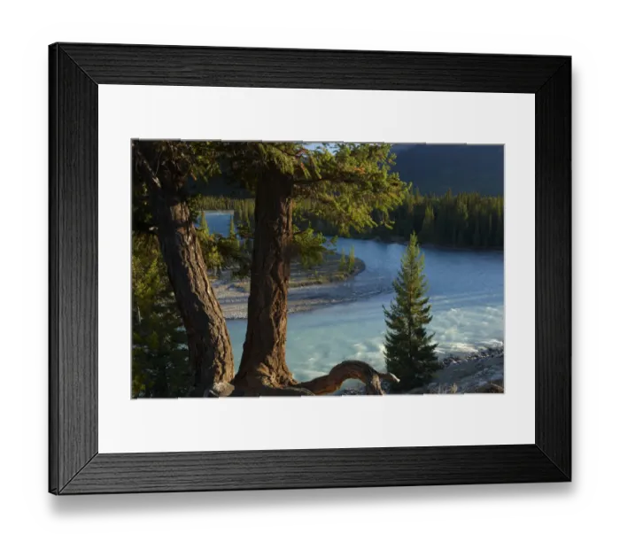 Framed Print : Pine trees by the Athabasca River near Jasper, Jasper National Park, Alberta, Canada Framed Print : Pine trees by the Athabasca River near Jasper, Jasper National Park, Alberta, Canada