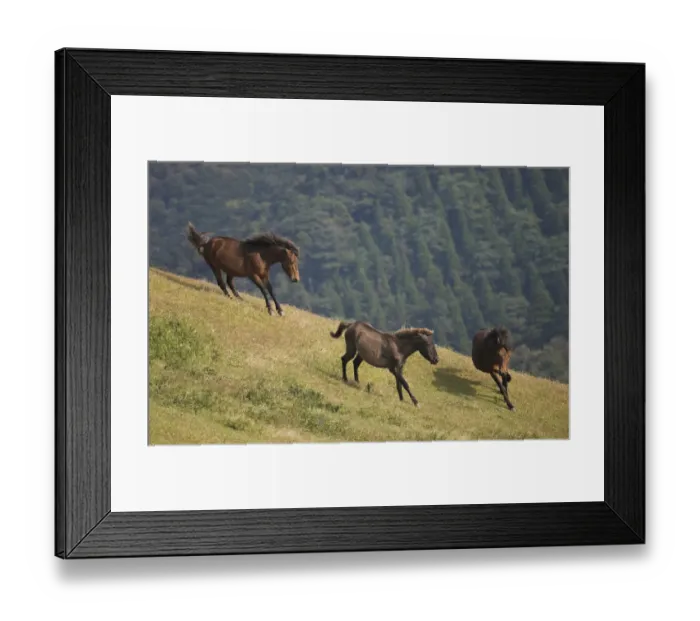 Framed Print : A wild Misaki-uma breeding stallion (right) brings back one of his mares to his band Framed Print : A wild Misaki-uma breeding stallion (right) brings back one of his mares to his band