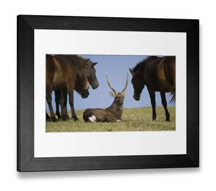 Framed Print : A Sika deer stag rests among a band of wild Misaki-uma horses (Equus ferus caballus) Framed Print : A Sika deer stag rests among a band of wild Misaki-uma horses (Equus ferus caballus)