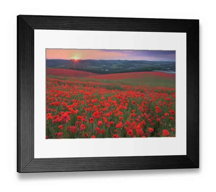 Framed Print : Sunset over fields of Common poppies (Papaver rhoeas) South Downs, West Sussex, England. June 2009 Framed Print : Sunset over fields of Common poppies (Papaver rhoeas) South Downs, West Sussex, England. June 2009