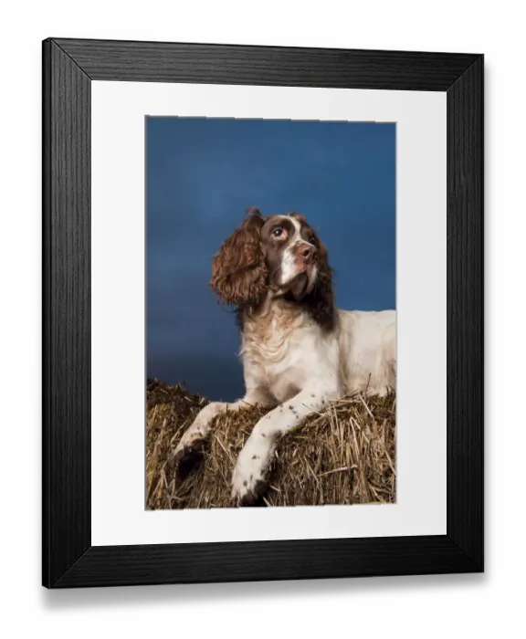 Framed Print : Portrait of Springer spaniel, lying on straw stack, Scotland, UK Framed Print : Portrait of Springer spaniel, lying on straw stack, Scotland, UK