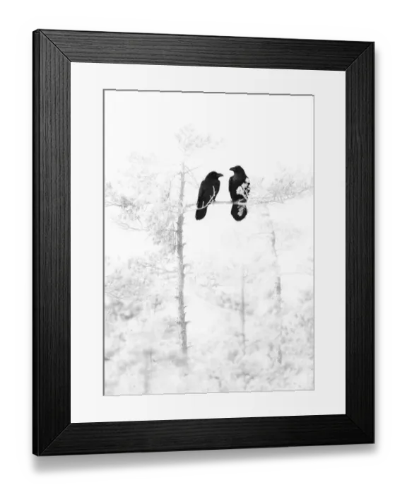 Framed Print : A pair of Ravens (Corvus corax) perched in bleached out pine tree, Estonia, March 2008
