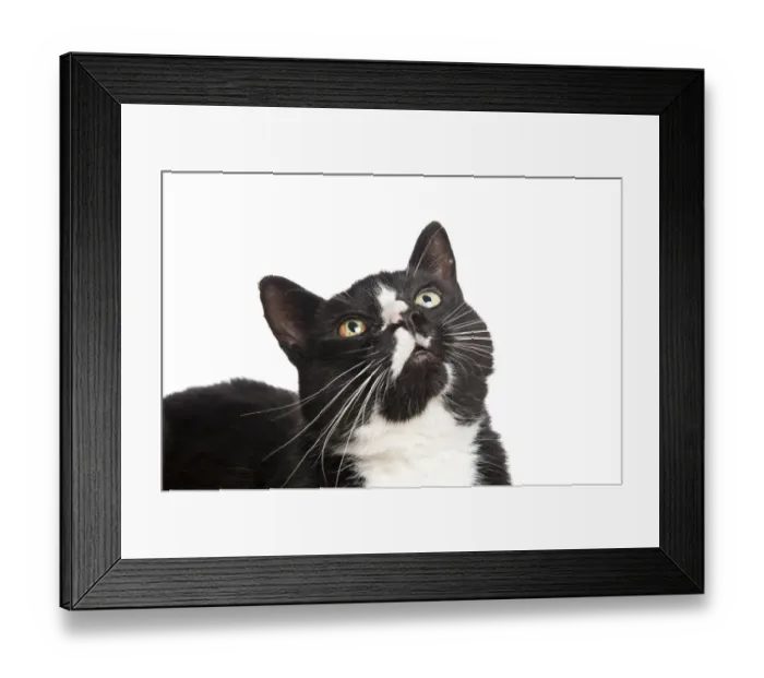 Framed Print : Head portrait of black and white domestic cat (Felix catus) looking up Framed Print : Head portrait of black and white domestic cat (Felix catus) looking up