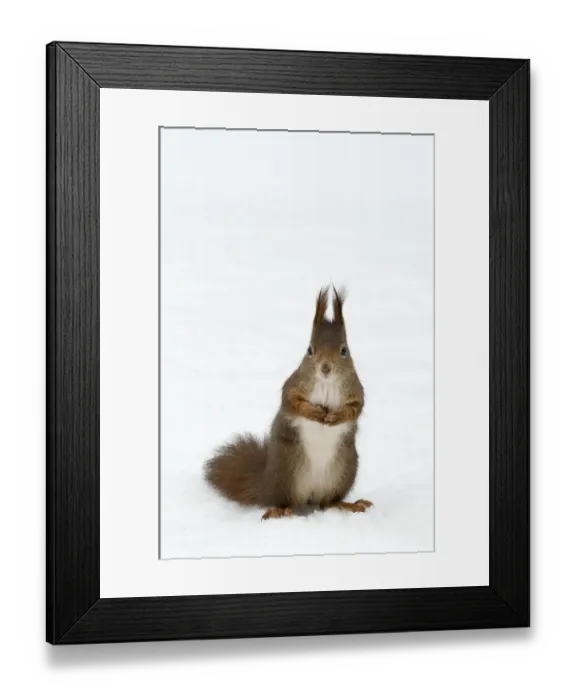 Framed Print : Red squirrel (Sciurus vulgaris) sitting upright in deep snow, Austria, Europe Framed Print : Red squirrel (Sciurus vulgaris) sitting upright in deep snow, Austria, Europe